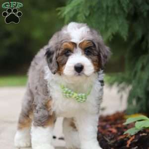 Milo, Mini Bernedoodle Puppy