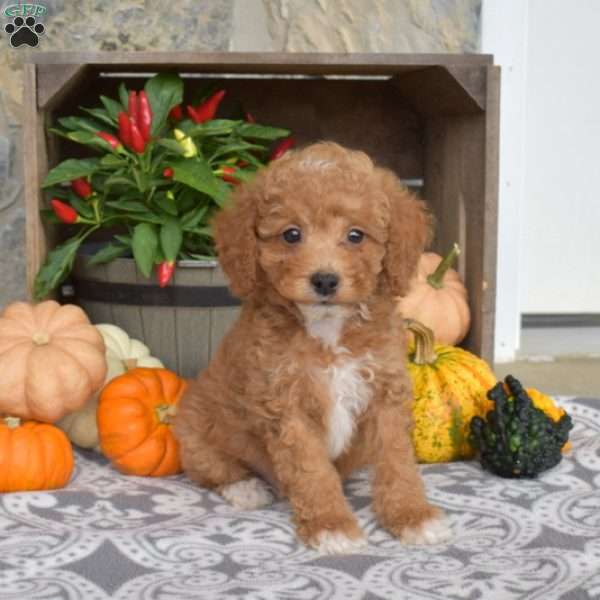 Milo, Mini Goldendoodle Puppy