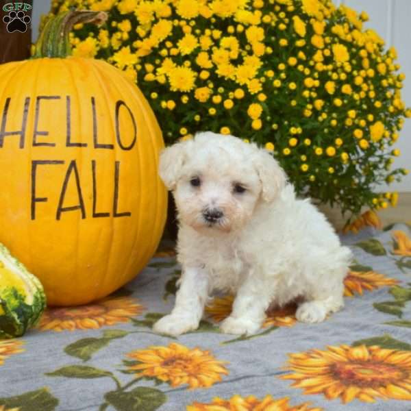 Milo, Maltipoo Puppy