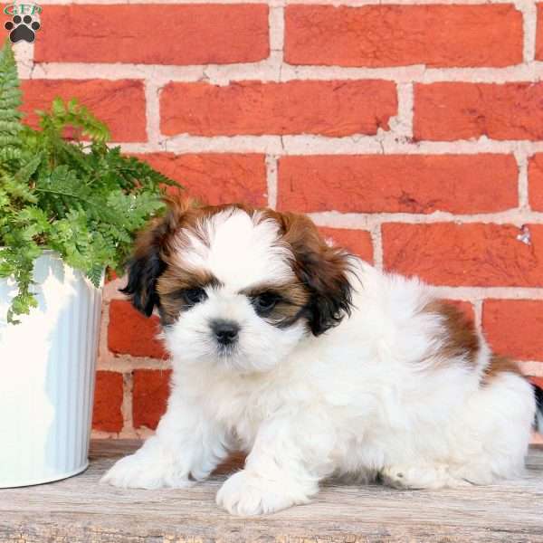 Milo, Shih Tzu Puppy