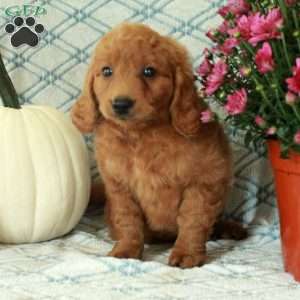 Milo, Mini Goldendoodle Puppy