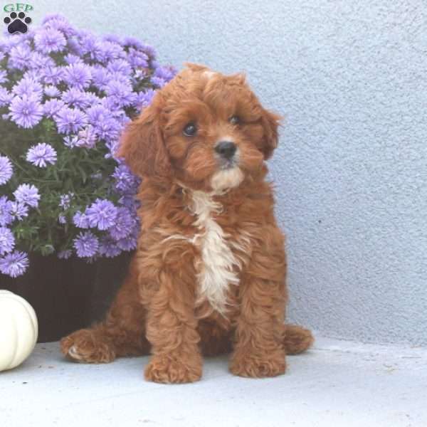 Milo, Cavapoo Puppy