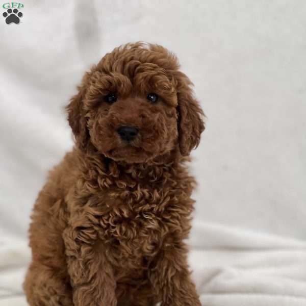 Mindy, Mini Goldendoodle Puppy