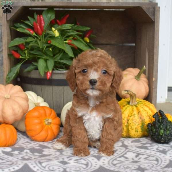 Minnie, Mini Goldendoodle Puppy