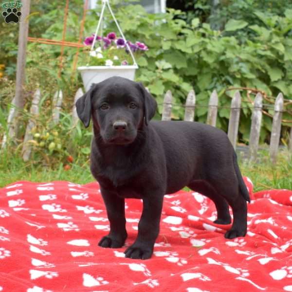 Minnie, Black Labrador Retriever Puppy