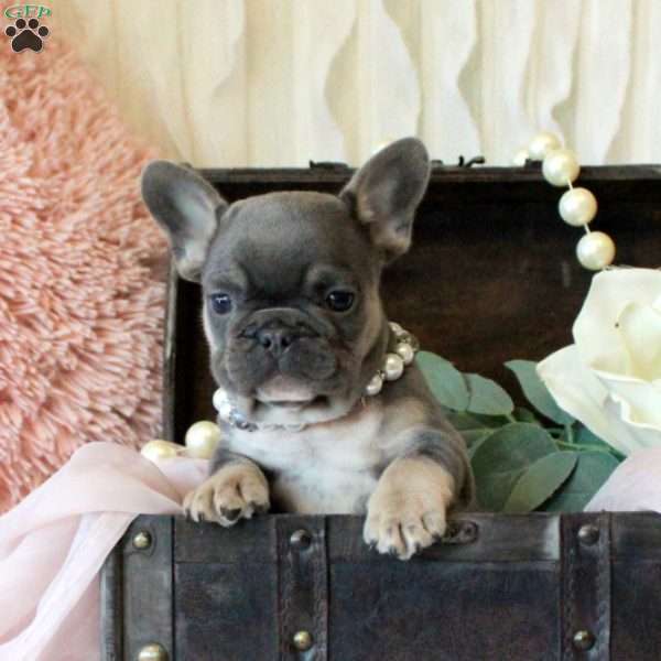 Miss London, French Bulldog Puppy