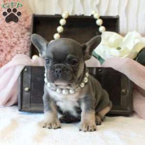 Miss London, French Bulldog Puppy