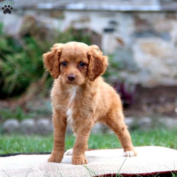 Misses, Cockapoo Puppy