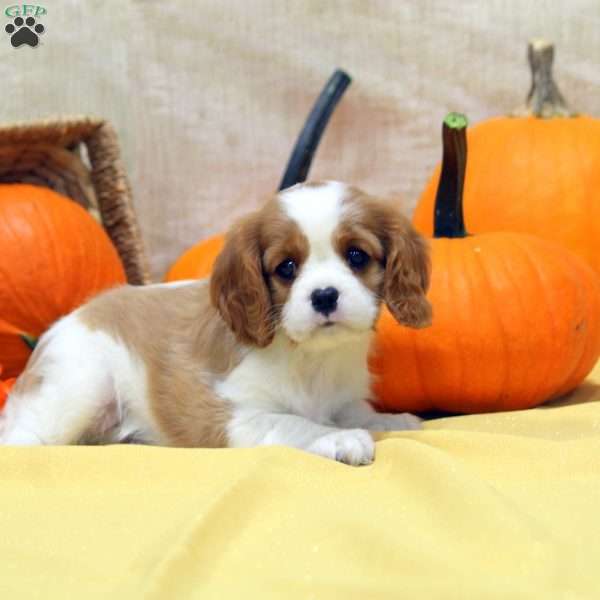 Missy, Cavalier King Charles Spaniel Puppy