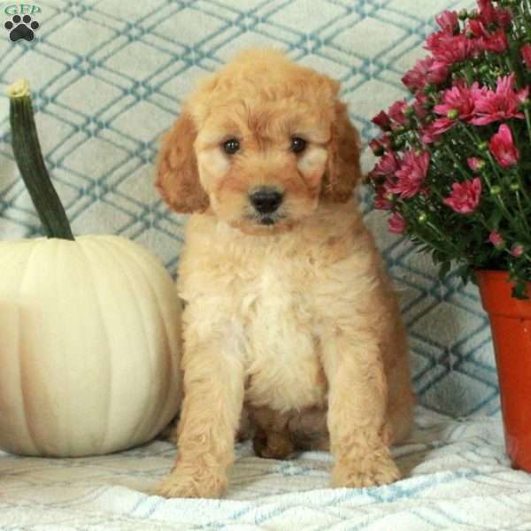 Missy, Mini Goldendoodle Puppy