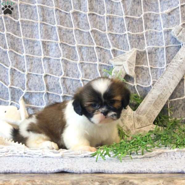 Missy, Shih Tzu Puppy