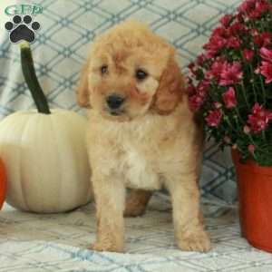 Missy, Mini Goldendoodle Puppy