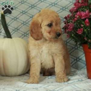 Missy, Mini Goldendoodle Puppy