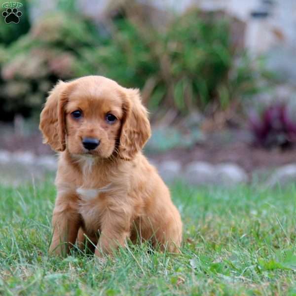 Mister, Cockapoo Puppy