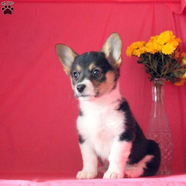 Misty, Pembroke Welsh Corgi Puppy