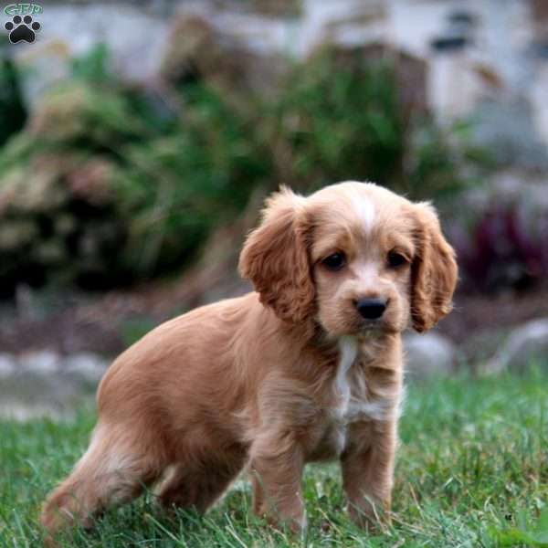 Misty, Cockapoo Puppy