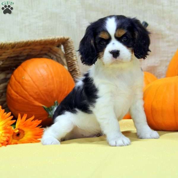 Mitch, Cavalier King Charles Spaniel Puppy