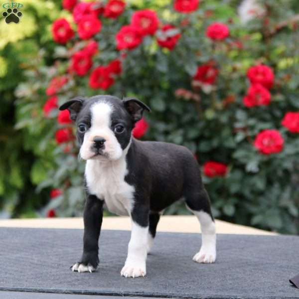 Mitch, Boston Terrier Puppy