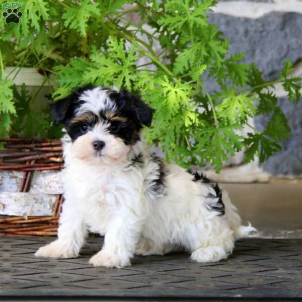 Mitch, Havanese Puppy