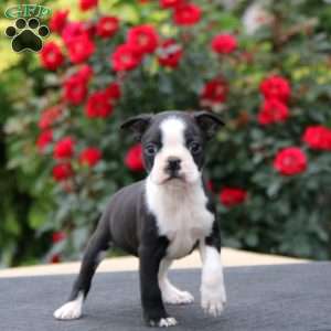 Mitch, Boston Terrier Puppy