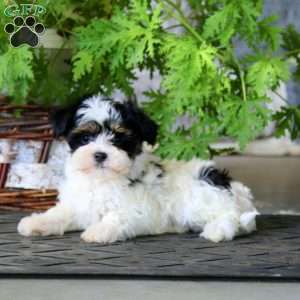 Mitch, Havanese Puppy