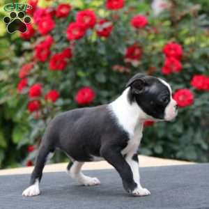 Mitch, Boston Terrier Puppy