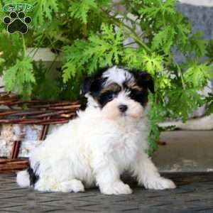 Mitch, Havanese Puppy