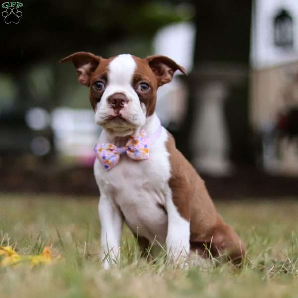 Molly, Boston Terrier Puppy