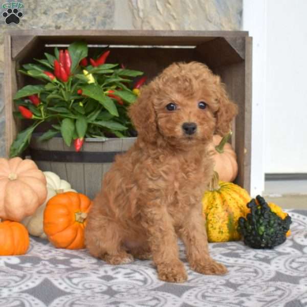 Molly, Mini Goldendoodle Puppy