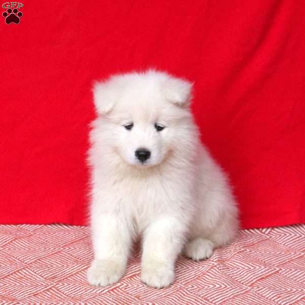 Molly, Samoyed Puppy