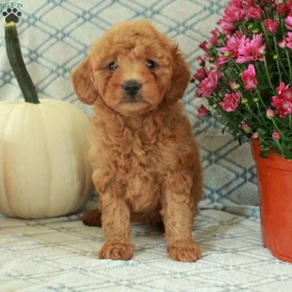 Molly, Mini Goldendoodle Puppy