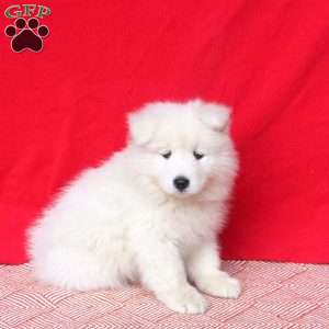 Molly, Samoyed Puppy