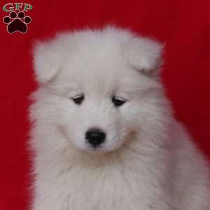 Molly, Samoyed Puppy