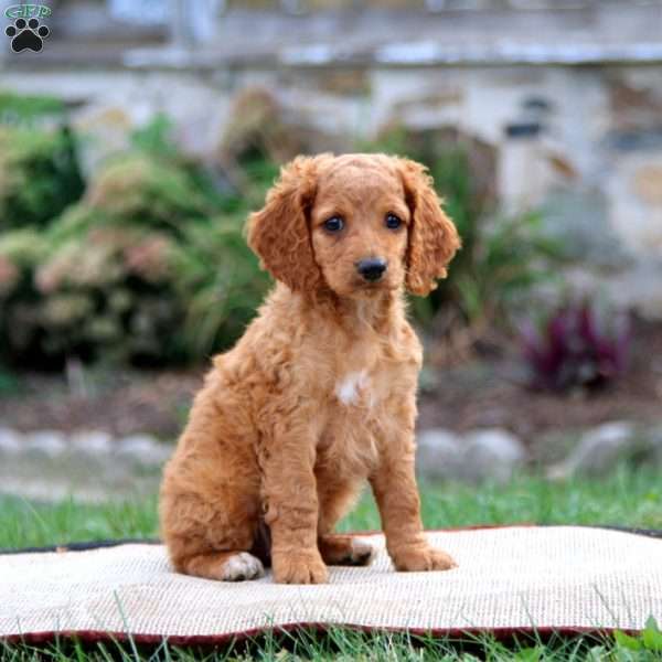 Molly, Cockapoo Puppy