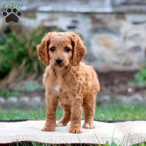 Molly, Cockapoo Puppy