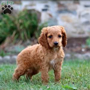 Molly, Cockapoo Puppy