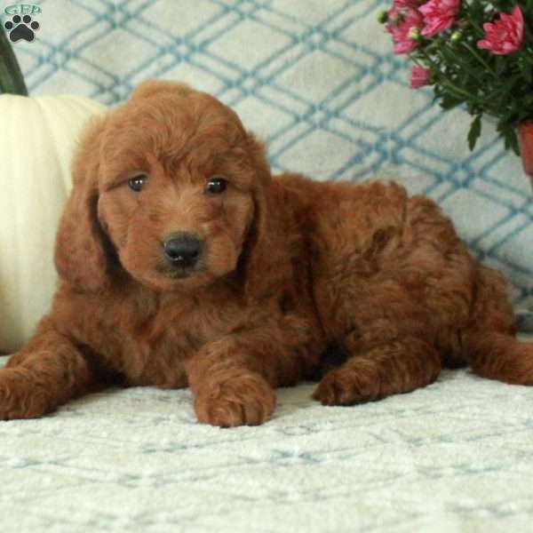 Monty, Mini Goldendoodle Puppy