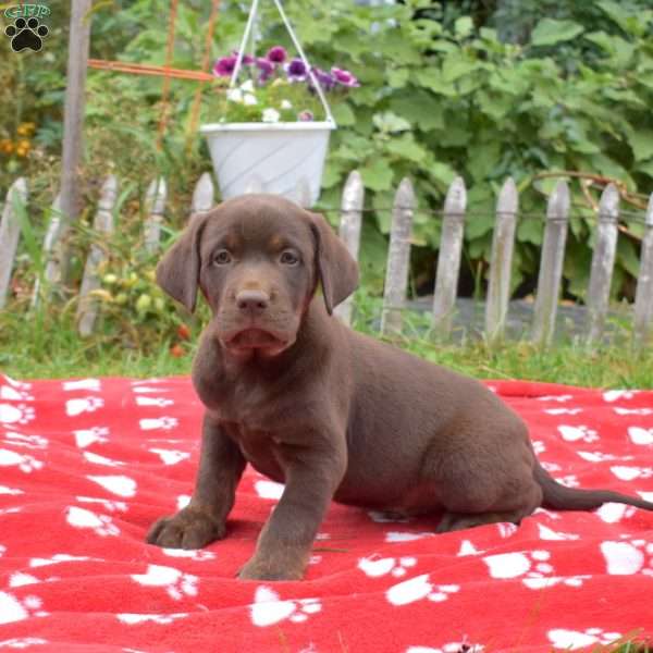 Moose, Chocolate Labrador Retriever Puppy