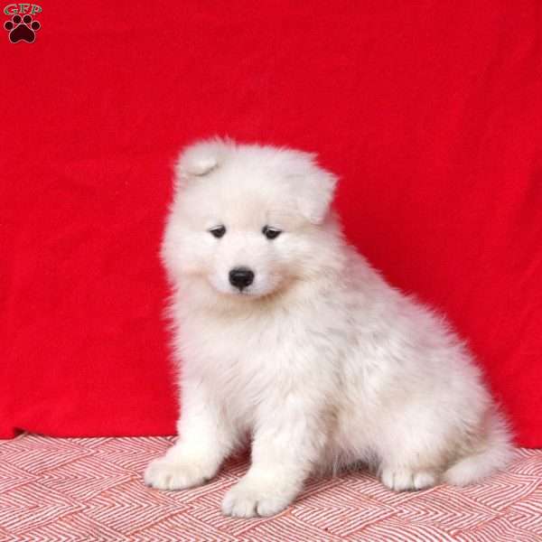 Morris, Samoyed Puppy