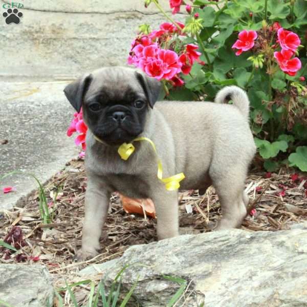 Moses, Pug Puppy