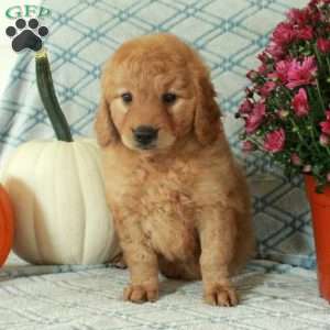 Moxie, Mini Goldendoodle Puppy