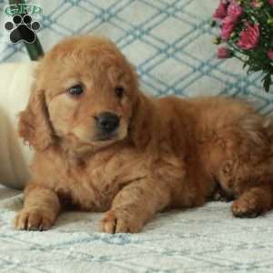 Moxie, Mini Goldendoodle Puppy