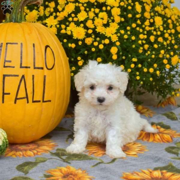 Muffin, Maltipoo Puppy