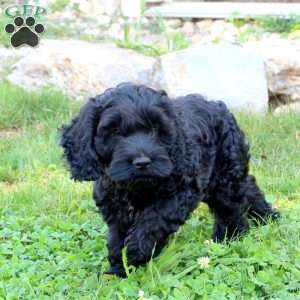 Murphy, Cockapoo Puppy