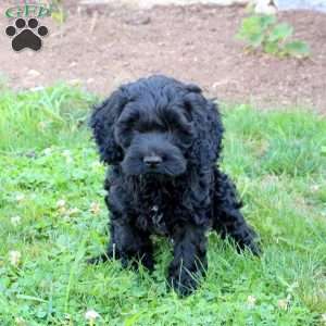 Murphy, Cockapoo Puppy