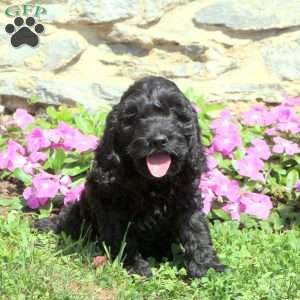 Murphy, Cockapoo Puppy