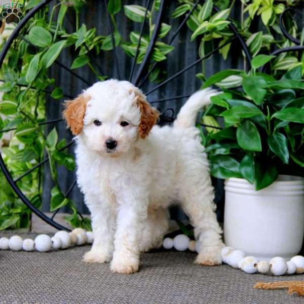 Nacho, Cavapoo Puppy