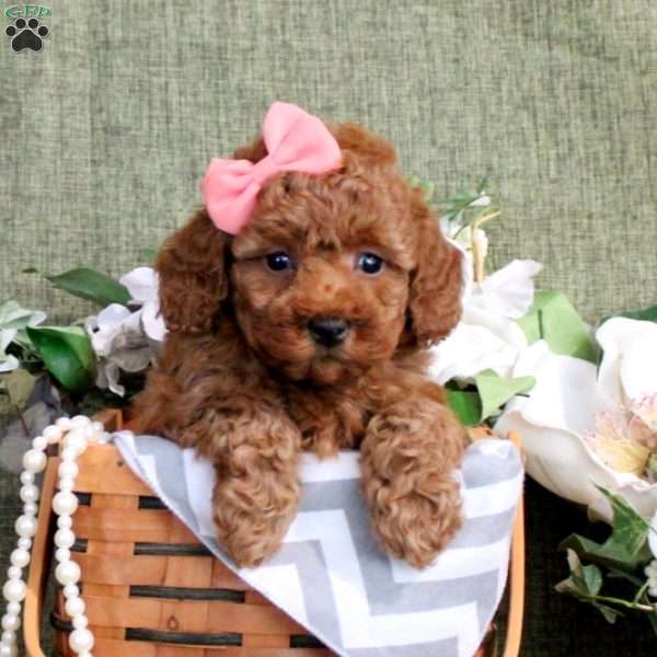 Nancy, Toy Poodle Puppy