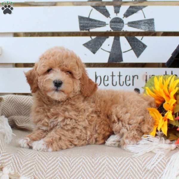 Nash, Mini Goldendoodle Puppy