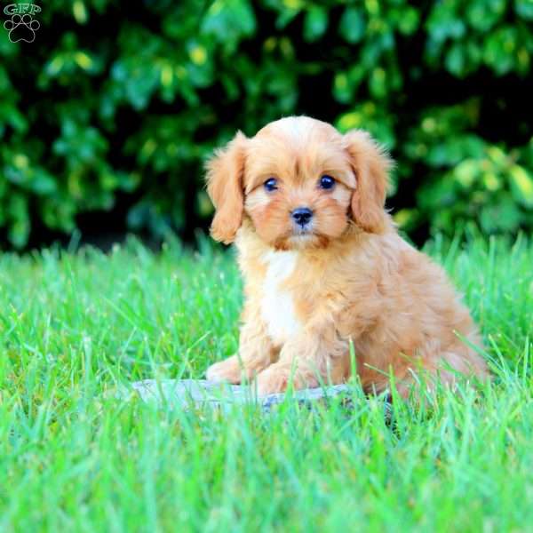 Nate, Cavapoo Puppy